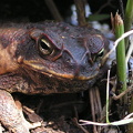 Cane Toad / Aga-Kröte