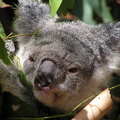 Brisbane, Lone Pine Koala Sanctuary