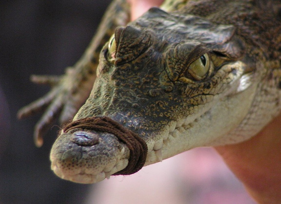 Ein junges Saltie im Broome Crocodile Park