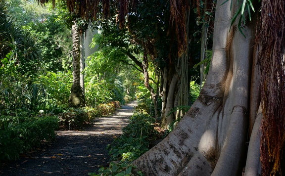 Jardín Botánico, Puerto de la Cruz